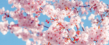 疫散花開(kāi)時(shí)，我們?cè)傧嗉s